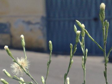 Asteracea alta e sottile - Symphyotrichum squamatum